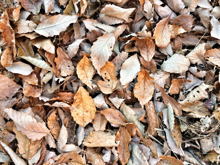 가을,낙엽,잎,쓸쓸함,자연,가을,계절,fall,autumn,season,leaf,plant,식물,ground,바닥,fungus,진균류