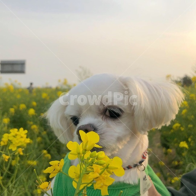 반려견,반려동물,강아지,개,애완견,애완동물,애견,per,dog,puppy,동물,animal,포유류,mammal,개,강아지,dog,doggy