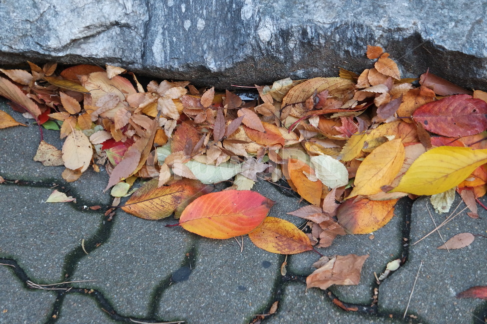 나무,나뭇잎,잎사귀,단풍,가을,그림자,빨강,길,로드,plant,식물,leaf,잎,tree,leaves,foliage,autumn,shadow,red,road,rod,가을,계절,fall,autumn,season