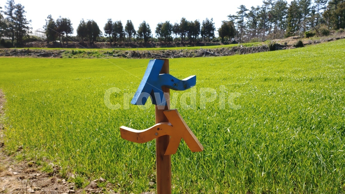 제주도청보리밭,청보리밭,제주도올레6코스,올레길풍경,제주도봄풍경