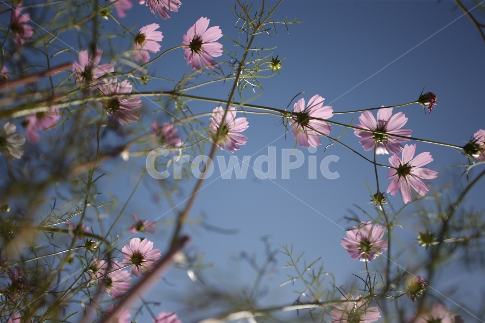 코스모스,꽃,식물,풍경,자연,가을,가을,계절,fall,autumn,season,식물,자연,plants,nature,꽃,flower,plant
