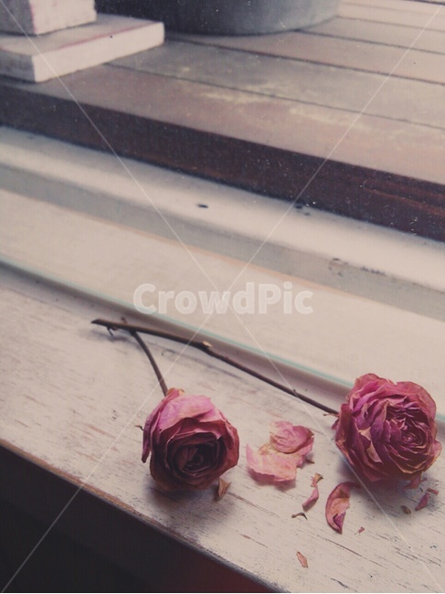 감성,장미,꽃,창가,빈티지,꽃,flower