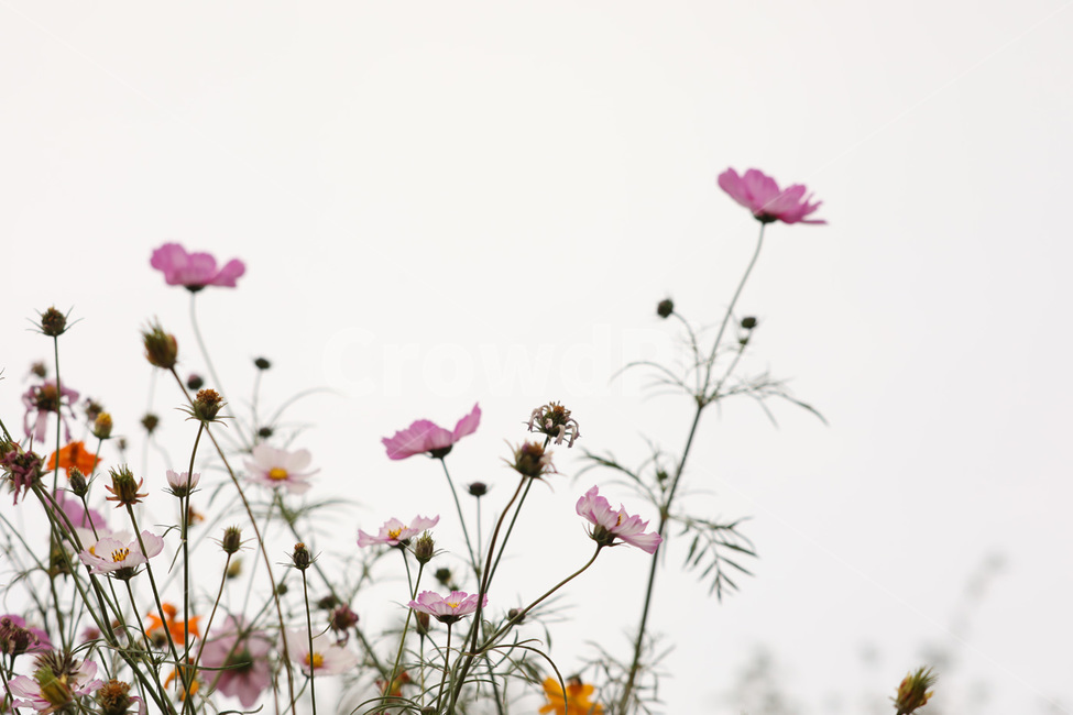 코스모스,줄기,하늘,가을,연분홍,식물,자연,plants,nature,꽃,flower