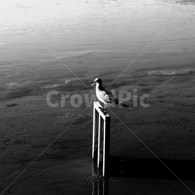 흑백사진,여행,탄도항,이별,풍경사진,해변,바다,beach,sea,동물,animal,조류,새,birds,흑백,모노톤,monochrome,black and white