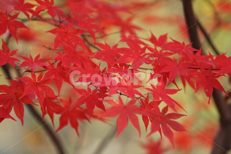 단풍,단풍나무,가을,붉은나무,홍단풍,가을,계절,fall,autumn,season,leaf,잎,plant,식물,tree,나무,maple