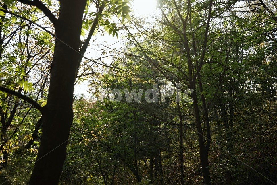 나무,plant,식물,초목,forest,숲,nature,treetrunk