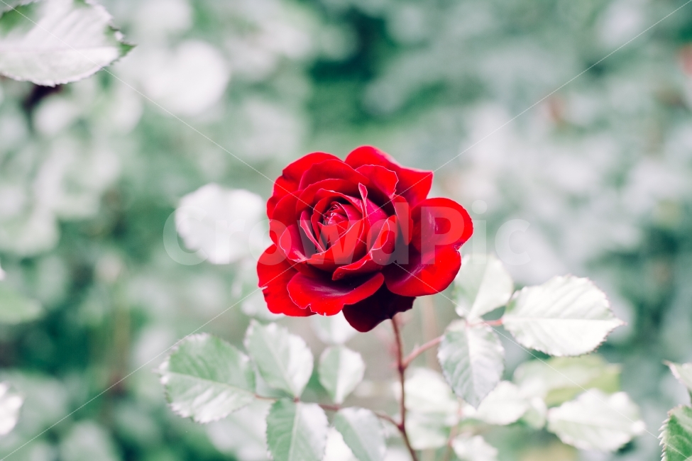 장미,꽃,식물,화원,식물원,식물,자연,plants,nature,꽃,flower,감성,sensible,feeling
