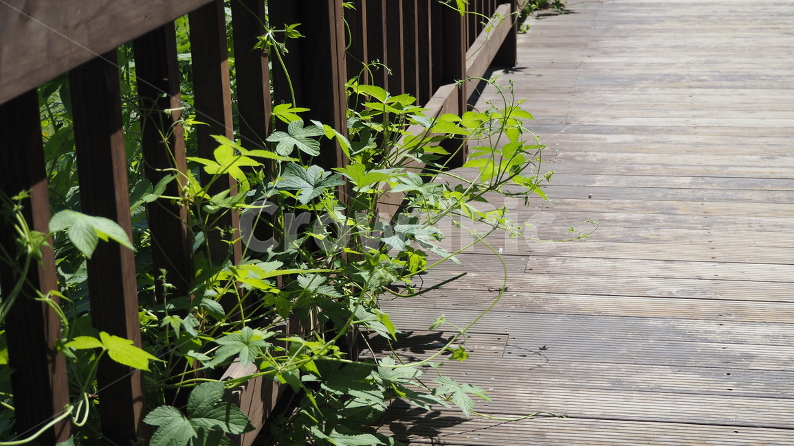 식물,야외,그린,plants,outdoors,green,식물,자연,plants,nature