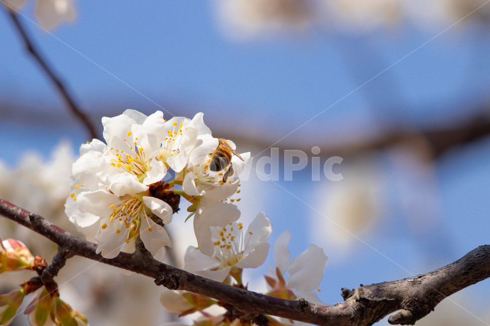 plant,식물,꿀벌,곤충,bee,벚꽃,꽃