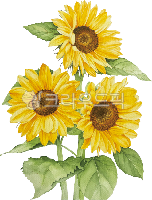 해바라기,꽃,여름,노랑,오렌지색,개화,만개,수채화,손그림,sunflower,flower,blooming,blossom,yellow,orange,watercolor,handdrawn,summer