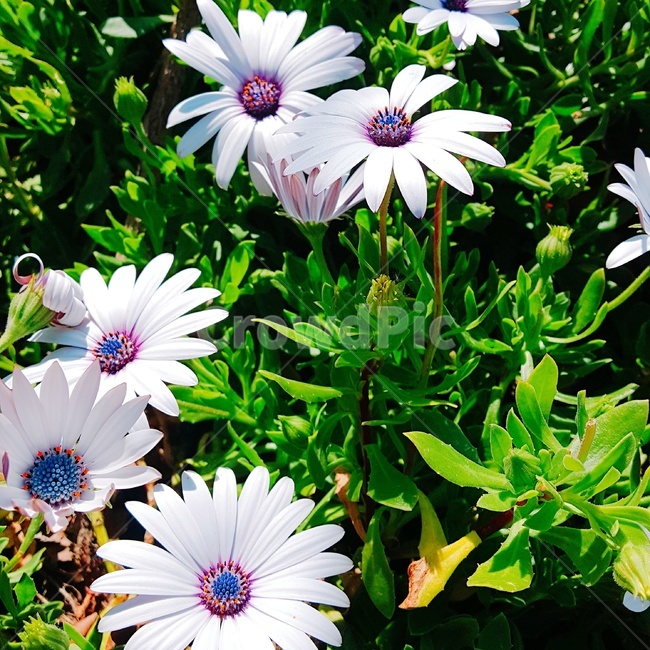 봄,꽃,식물,풀,하양,하얀꽃,봄꽃,식물,자연,plants,nature,꽃,flower