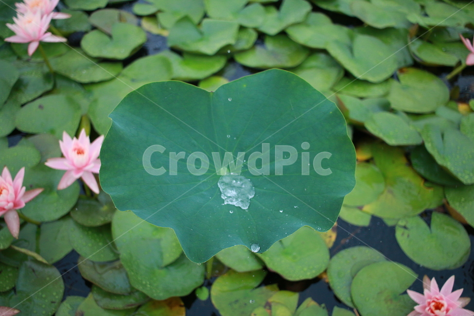우중출사,장마,비방울,수련,물방울,반동,진동,식물,자연,plants,nature,꽃,flower,비,비오는날,rain,rainy