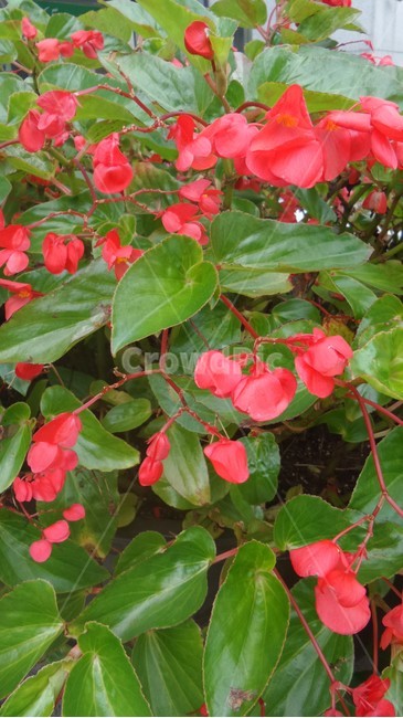 꽃베고니아,waxbegonia,식물,화초,원예용,여러해살이풀,식물,자연,plants,nature,꽃,flower