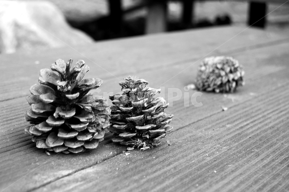 솔방울,외로움,흑백,자연,겨울,blackandwhite,흑백,모노톤,monochrome,black and white