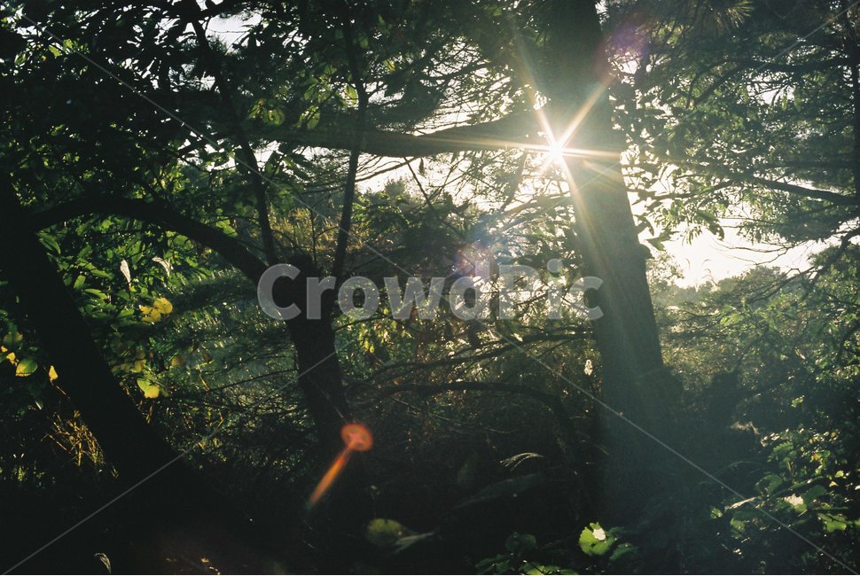 산,나무,태양,눈부심,상쾌함,고요함,맑음,자연,낮,풍경,sunny,nature,자연,풍경,nature,landscape,휴식,힐링,rest,relaxation,healing,light,빛,flare,플레어
