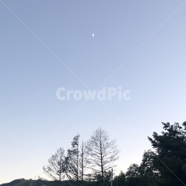 자연,풍경,나무,달,반달,하늘,여름,저녁,해질녘,감성,moon,sky,summer,강원도,평창,자연,풍경,nature,landscape,tree,plant,식물