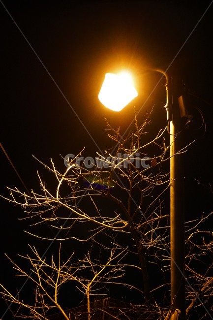 가로등,나무,밤,겨울,동네,주황,어두운,야경,밤,풍경,nightscape,night,landscape,lamp post,램프 포스트