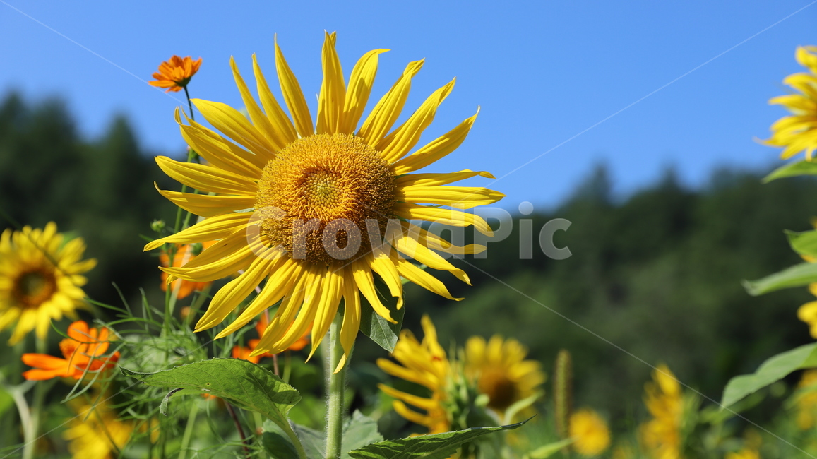 해바라기,여름,계절,노랑색,녹색잎,빨강색,파란하늘,하늘,숲,풍경,식물,꽃,백일홍,blossom,flower,plant
