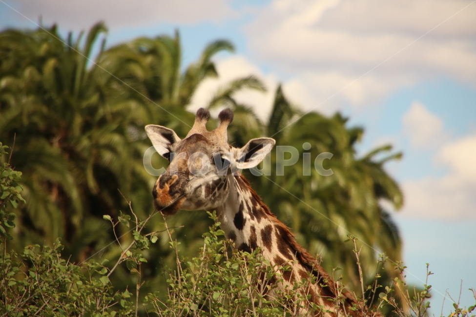 giraffe,Africa,Serengeti,animal,wild animals