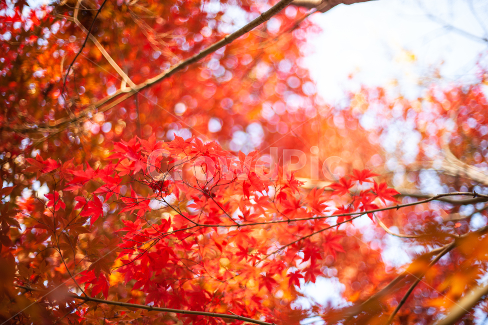 가을,단풍,단풍잎,단풍나무,나무,가을,계절,fall,autumn,season,leaf,잎,plant,식물,tree,maple