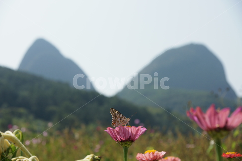마이산,풍경,나비,진안,백일홍,식물,자연,plants,nature,꽃,flower,동물,animal,곤충,벌레,insect,bug