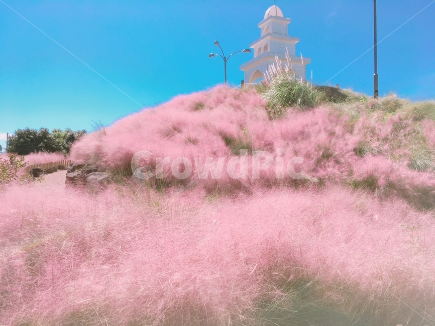 핑크뮬리,가을,핑크핑크,하늘,허브동산,제주,식물,자연,plants,nature