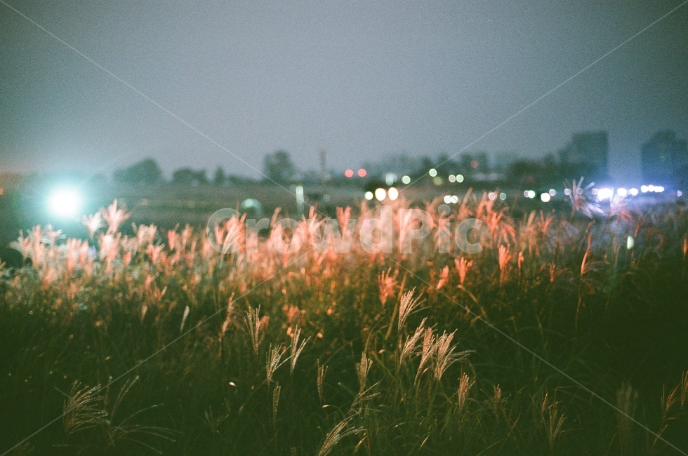 아경,하늘공원,분위기,필름사진,불빛,자연,풍경,nature,landscape,야경,밤,nightscape,night,감성,sensible,feeling,grass,잔디,plant,식물,lawn