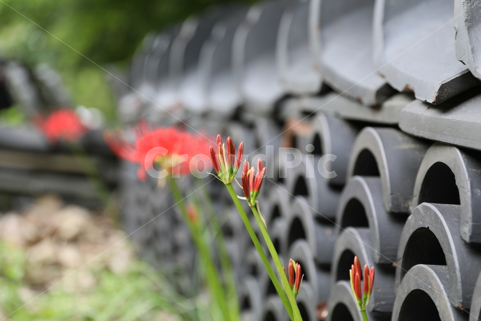 꽃무릇,꽃,식물,자연,석산,식물,자연,plants,nature,꽃,flower