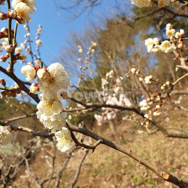 벚꽃,벚꽃축제,꽃,축제,봄,spring,나들이,봄,계절,spring,season,식물,자연,plants,nature,꽃,flower,plant
