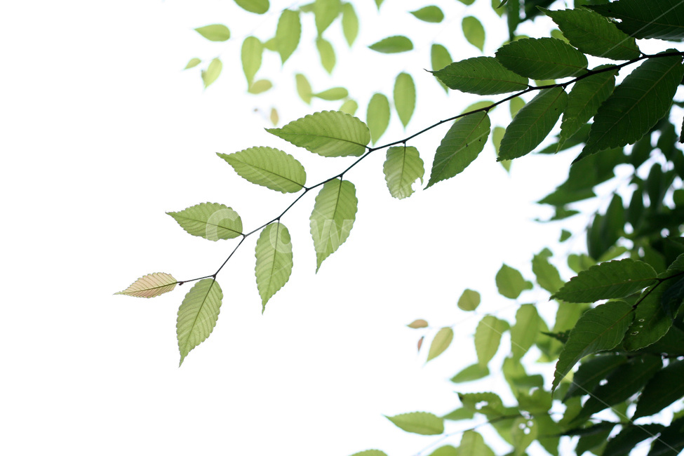 숲,나뭇잎,잎,나뭇가지,나무,식물,자연,plants,nature