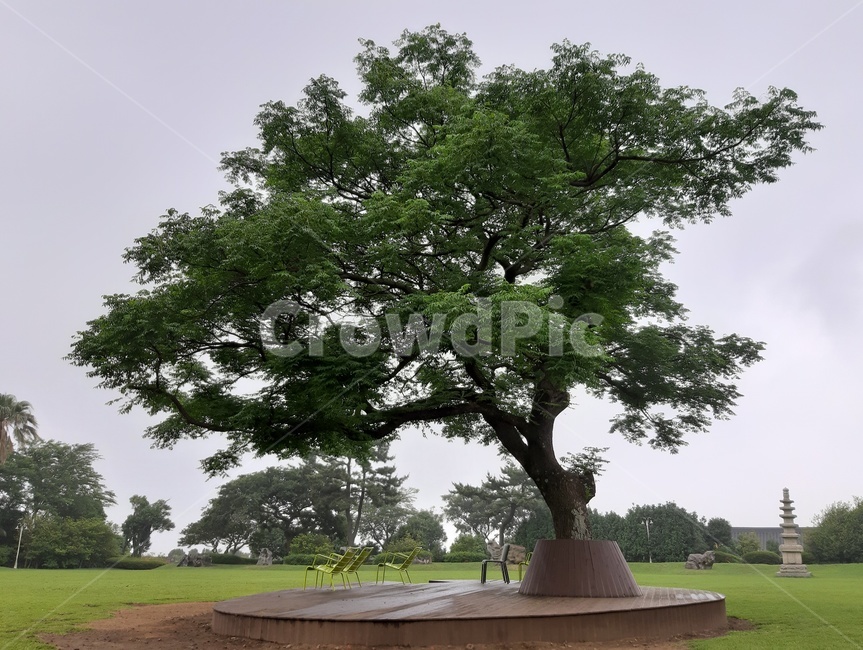 나무,여름,tree,자연,nature,풍경,제주도,jeju,jejuisland,초록