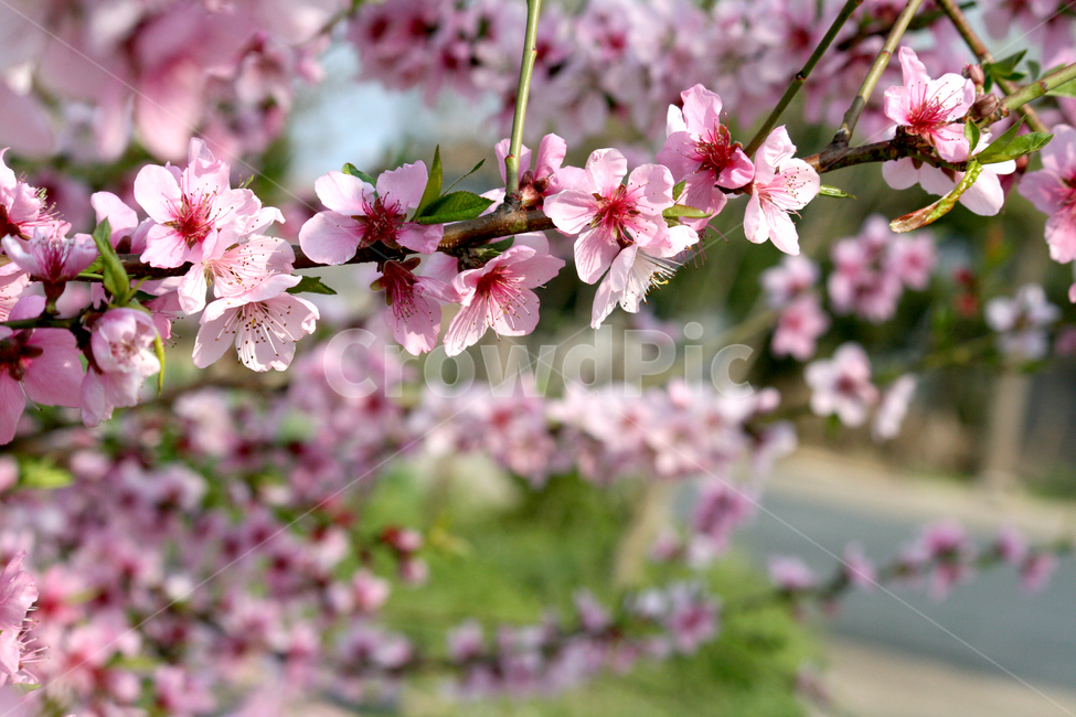 벗꽃,blossom,flower,식물,plant,봄,분홍색,분홍꽃,매화,cherryblossom