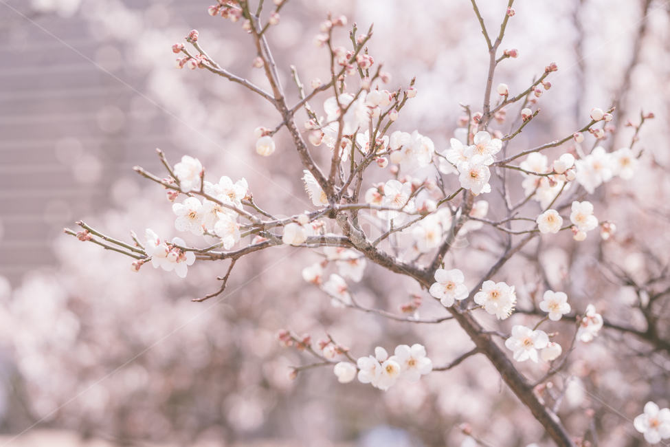매화,봄,봄꽃,꽃,매화꽃,봄,계절,spring,season,식물,자연,plants,nature,꽃,flower,plant,blossom