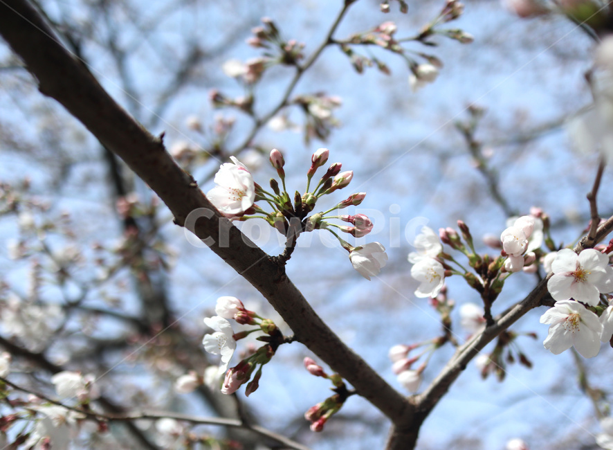 벚꽃,봄,벚꽃나무,tree,나무,불광천
