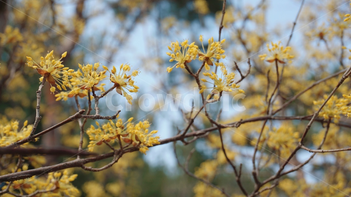 산수유,봄꽃,봄풍경,꽃,힐링,봄,계절,spring,season,식물,자연,plants,nature,꽃,flower,plant