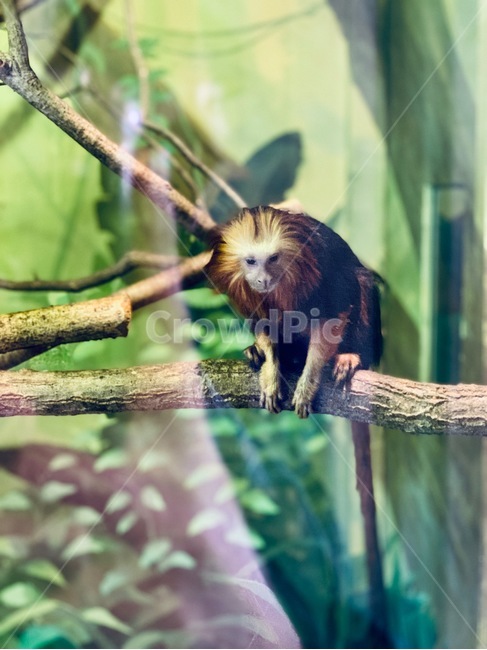 animal,동물,monkey,원숭이,wildlife,야생동물,포유류,동물원,zoo,사육,trial,나무,tree
