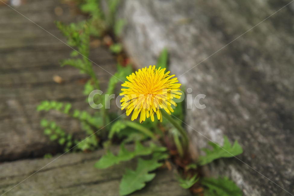 민들레,민초,노랑,yellow,꽃