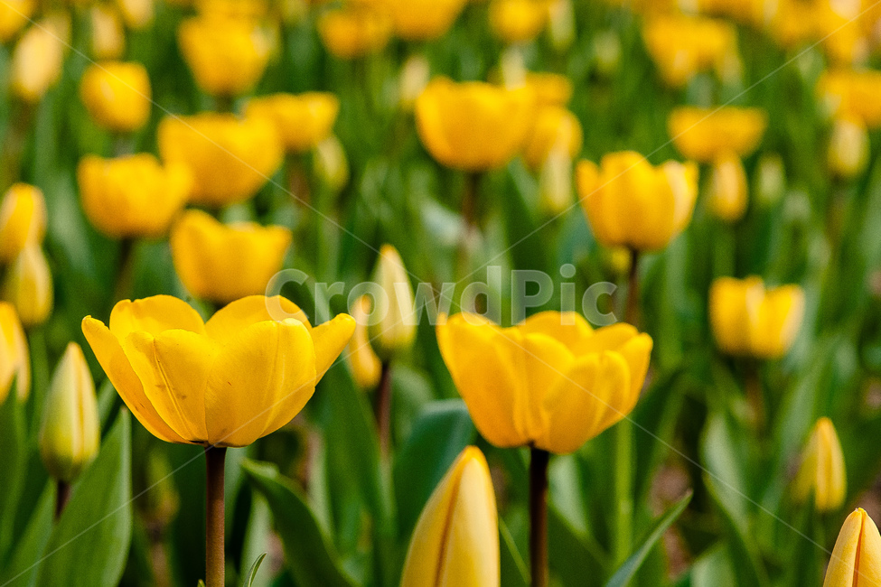튤립,정원,꽃,식물,튤립정원,봄,계절,spring,season,식물,자연,plants,nature,꽃,flower,plant,blossom
