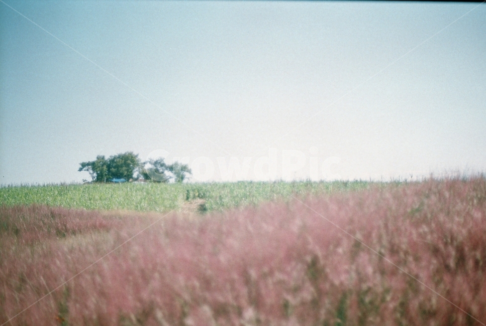 nature,자연,필름,film,필름사진,나무,tree,식물,꽃,flower