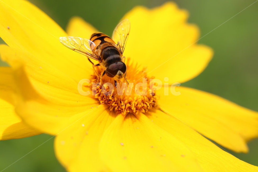 벌,꽃,꽃순,노랑,꿀벌,자연풍경,식물,자연,plants,nature,꽃,flower,동물,animal,곤충,벌레,insect,bug
