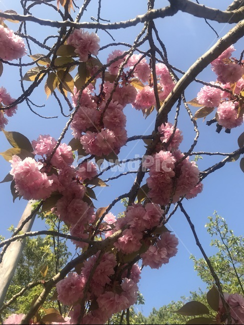 blossom,flower,꽃,식물,왕겹벚꽃,벚꽃,벚꽃놀이,벚꽃나무,핑크,꽃놀이,봄