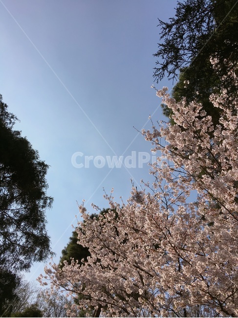 자연,벚꽃,하늘,sky,나무