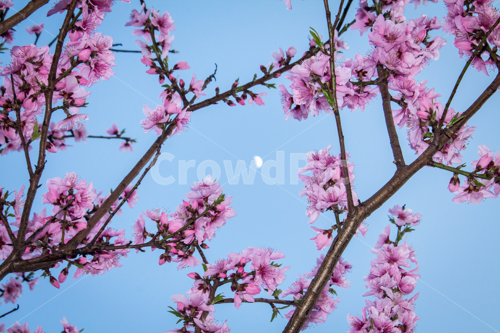 벚꽃,꽃,flower,cherryblossom,blossom,달,moon,봄,봄꽃,spring,밤,night,하늘,sky