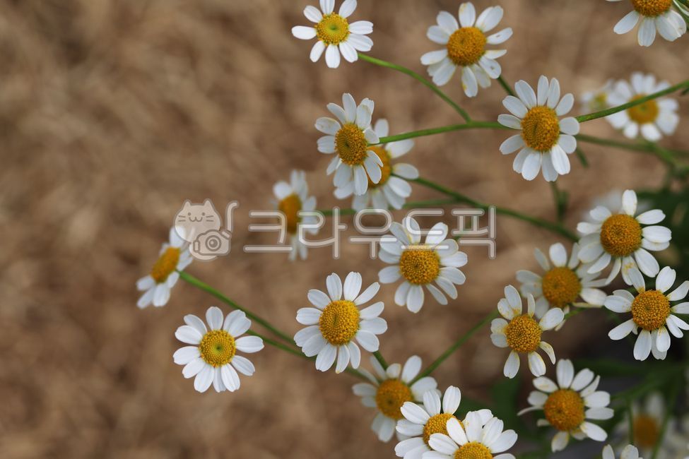 마트리카리아,matricaria,꽃,flower,귀여운꽃,캐모마일,chamomile,데이지,꽃배경,nature,작은꽃,daisy,식물,계란꽃,들꽃,자연,plant,꽃,flower
