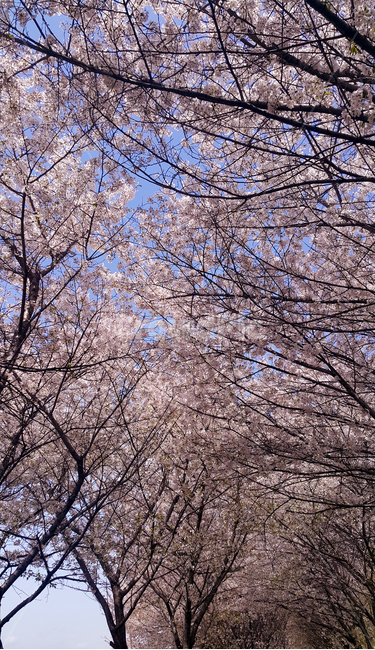 벚꽃,봄,하늘,사계,꽃,봄,계절,spring,season,자연,풍경,nature,landscape,plant,식물,flower,blossom,cherry blossom