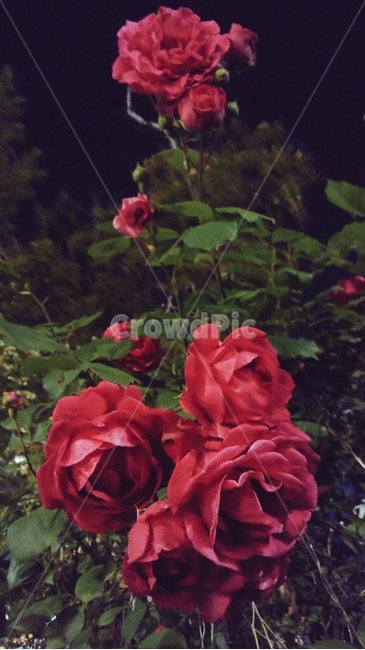 장미,rose,붉은색,red,꽃,사랑