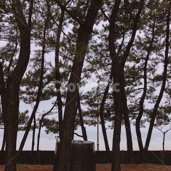 plant,식물,tree,나무,treetrunk,나무줄기,식물,자연,plants,nature,나무,trees,wood