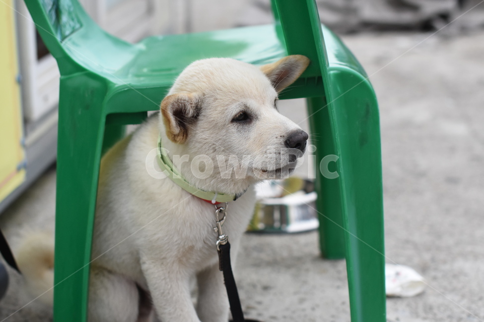 개,강아지,동물,dog,백구,동물,animal,포유류,mammal,개,강아지,dog,doggy