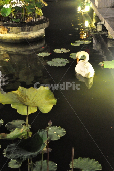 오리,연못,연꽃,고니,풍경,휴식,힐링,감성,heailing,새,feeling,pond,rest,bird,고요함,silence,relax,예쁜연못,자연