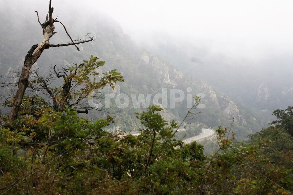 산자연,나무,바위,안개,초록,trees,green,자연,풍경,nature,landscape,weather,날씨,outdoors,옥외